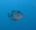   Fuji F100 Scribbled File Fish Koh Tachai Similans site was mass od jelly like soup this fellow enjoying eating one. one  